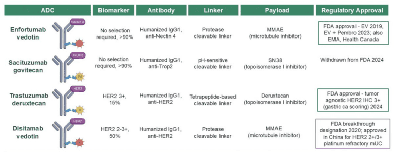 Breakthroughs in Bladder Cancer: Key Highlights from ASCO GU 2025 ...